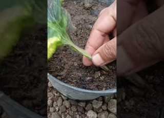  Menanam Miana Dari Daunnya Saja Memang Bisa Ya Shorts