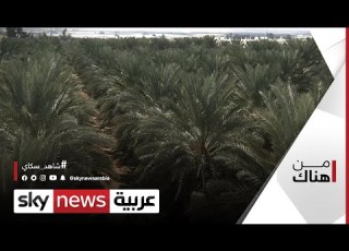 زراعة النخيل وتمر مجهول قصة نجاح لافتة في الأردن من هناك