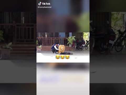 مقلب الكلاب الأسد