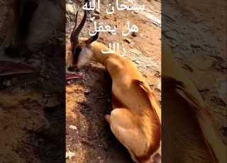 كيف يستخرج المسك من الغزال غزل عطور عطورات فرنسيه