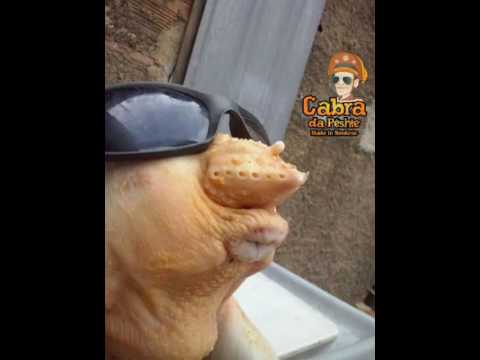 Minha Vizinha Na Janela