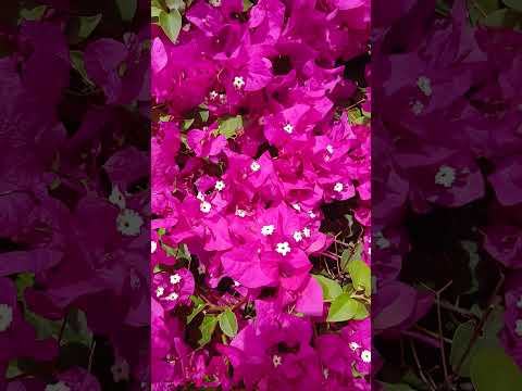 Habang Tumatagal Lalong Dumadami Mga Bulaklak Flowers Viral Asmr Shortvideo