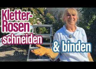  Sommer 2026 ROSEN SCHNEIDEN Kletterrosen Schneiden Binden