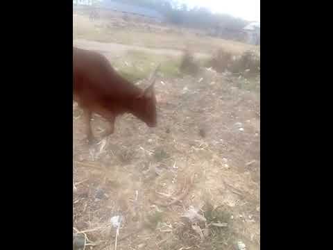 Ukiota Ndiyo Unakimbizwa Na NG Ombe Hayo Ni Mashetani