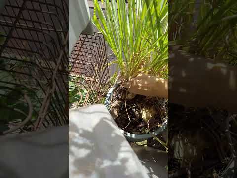 The Ultimate Lemongrass Shorts