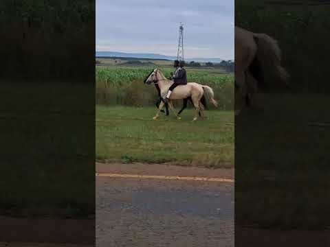 Traditional Horse Racing Dundee KZN 26 03 2026