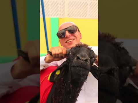 كليب خروف العيد مستر احمد والاميرة فيروز Sheep Al Eid Clip Mr Ahmed And Princess Fayrouz 2023