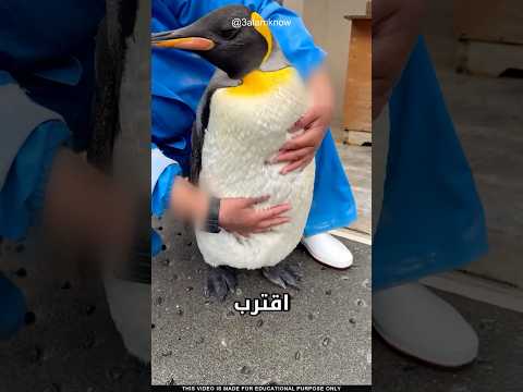 ماذا يحدث إذا داعبت بطريق