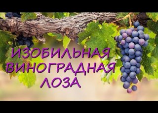 Христианские песни Изобильная виноградная лоза