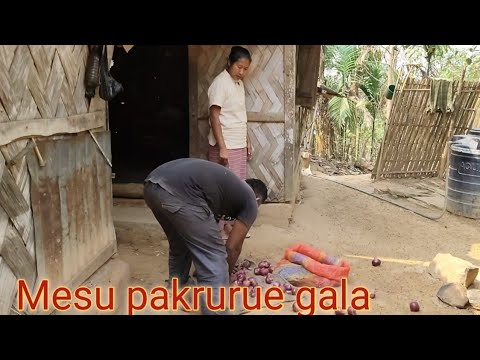 Mesu Palangjana Gue Gala Garo Film Comedy Video Garocolortv