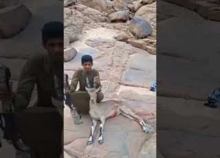  مقناص وعل حمادة الطقطقي جنوب لاردن المدوره حدود السعوديه