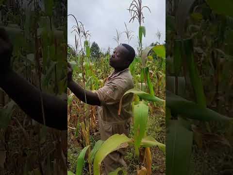 ZULI COMEDY SINGLE MAZA MNAKIKAO CHENU HAPA Duet Cloudsfm Funny Comedy Tanzaniasoccer