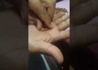  كيف تفرق بين البن الخولاني مع غيره
