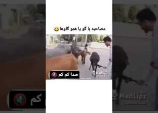 مصاحبه با گو یا همو گاوها سم خنده گاو