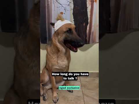 Die Ultimative GSD Exklusivität Vaterwitze Lustig Hunde Fyp Vaterwitzetäglich