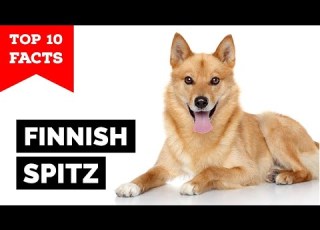 Finnish Spitz Top 10 Facts