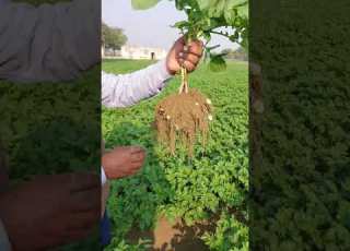  28 Day Columba Potato Potato Crop 20 Potatoes In One Plant Potato Report