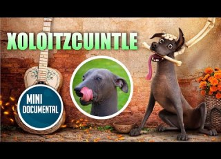  Xoloitzcuintle Mini Documentary
