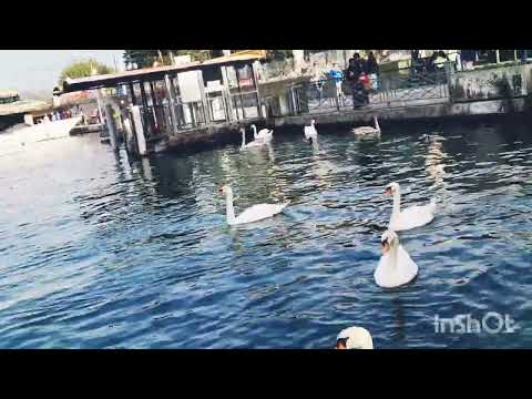 اكتر انشودة مؤترة تمر بنا الأيام سرعى كأننا نرى سرعة الأيام كالبرق ان برق