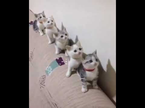 حالات واتس بدر العزي يا حبيبي يا محمد صلوا عليه