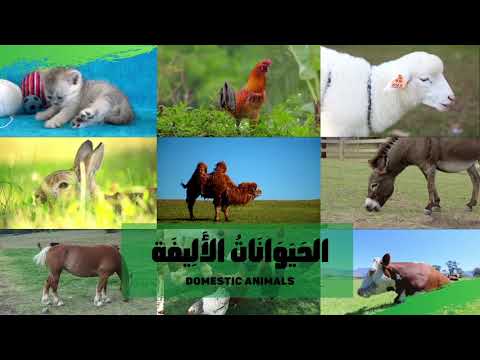 Domestic Animals In Arabic For Kids Animal Names And Sounds Arabic أصوات الحيوانات بالعربية