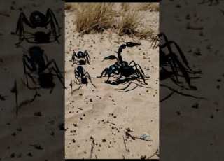 Ants Attack Scorpion In Brutal Battle