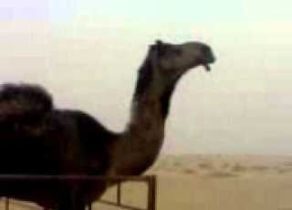 عروجان ملك لبن باكور
