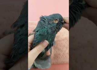Transforming A Pigeon Into Art Taxidermy Process Revealed