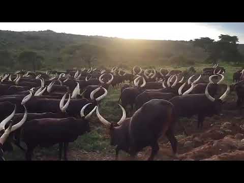 Ente Zenyembwa Bahima Ankole Cows