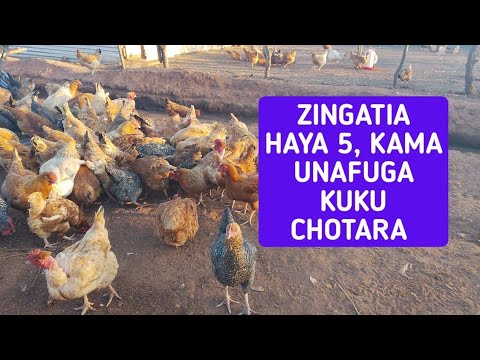 Mambo 5 Muhimu Ya Kuzingatia Kabla Hujafuga Kuku Chotara