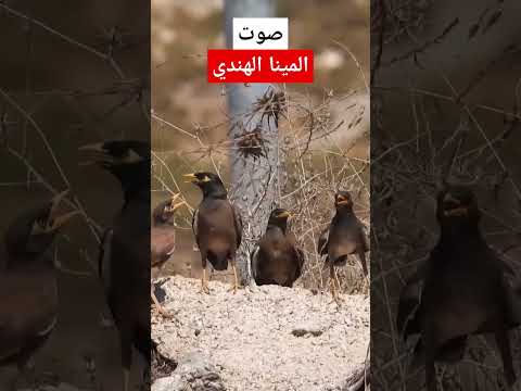 صوت المينا الهندي الماينا الشائع البلبل الهندي نوافذ برية مينا طيور صوت المينا الهندي الماينا الشائع البلبل الهندي نوافذ برية مينا طيور