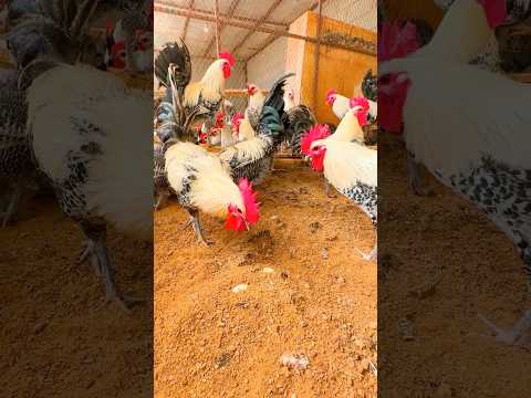 الدجاج الفيومي Animal طيور Rabbit زاجل Pigeon اكسبلور Explore