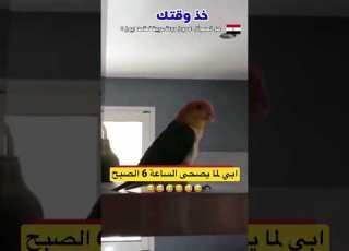  ابي عندما يصحى الساعة 6 صباحا و نحن نيام