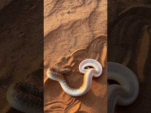 افعي الدساس العربي