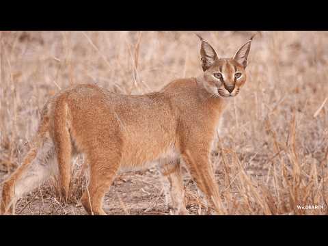 SafariLIVE Sunrise 29 March 2026