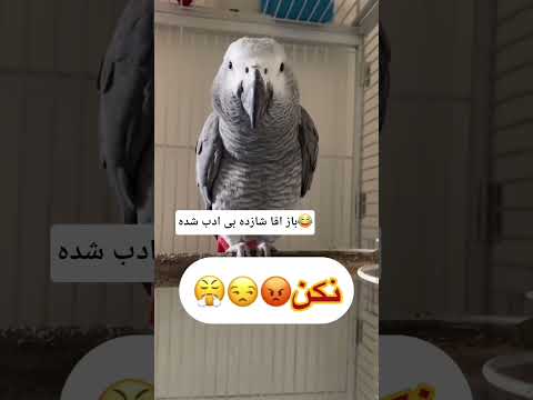 میگه کثافت پرنده Birds طوطی Parrot عروس هلندی Pets