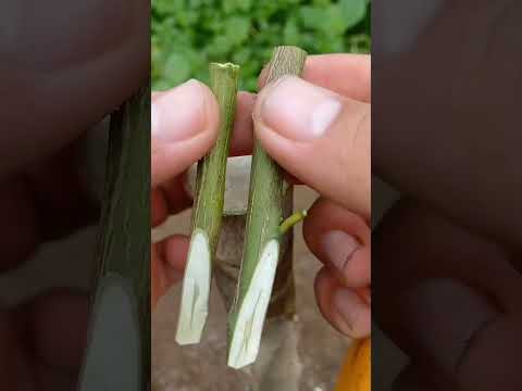 Precision Wood Shaving With A Sharp Blade Grafting Technique Foryou Garden