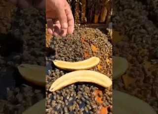  ليه بيحطوا الموز للنحل كدا
