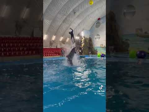 بهلوانات لايك