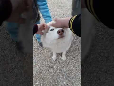 كلب هاسكي ابيض الولاد يلعبون معه ماشاء الله