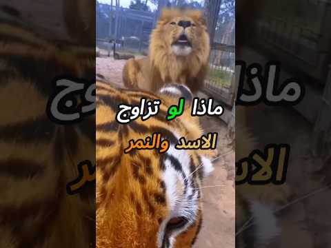 ماذا لو تزاوج الاسد والنمر
