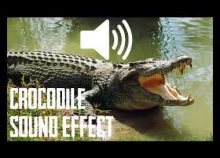  CROCODILE SOUND EFFECT ASMR 1 HOUR
