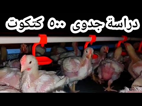 دراسة جدوى ٥٠٠ كتكوت ابيض تسمين تربية الدواجن مشروع مربح دجاج طيور اكسبلور دراسة جدوى ٥٠٠ كتكوت ابيض تسمين تربية الدواجن مشروع مربح دجاج طيور اكسبلور