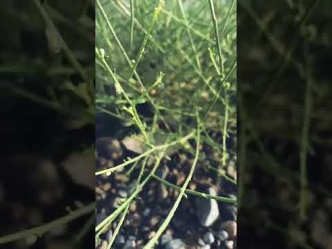 إن هب نسناس الغريبي بن روغه