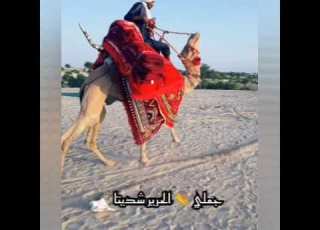  جملي الحرير شديتا