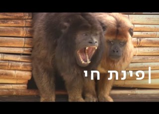 טלנובלה בגן החיות הנסיך הגיע בשביל הבת והתאהב באמא