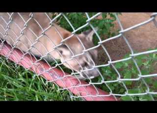 Squeak Delivery COUGAR COMES DOWN TO MEOW