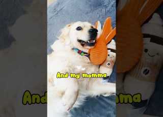  She Said Do You Love Me Dog Cute Pets Dogshorts Petlovers Shorts Doglife Simba