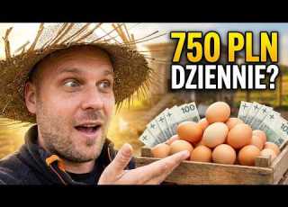 Zamówienie 500 Jajek Ile Można Zarobić W Jeden Dzień