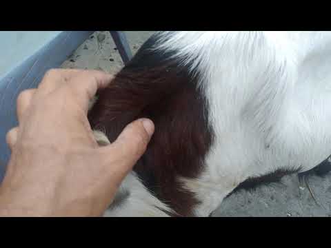 علامات ما قبل الولاده بأيام فى الماعز البكر والكبير